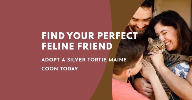 Silver Tortie Maine Coon Adoption: Finding Your Feline Friend