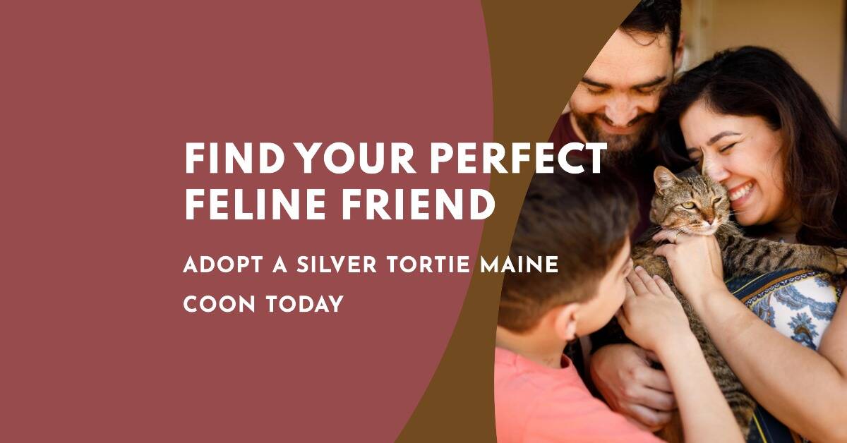 Silver Tortie Maine Coon Adoption