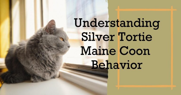 Silver Tortie Maine Coon Behavior: Understanding Their Quirks