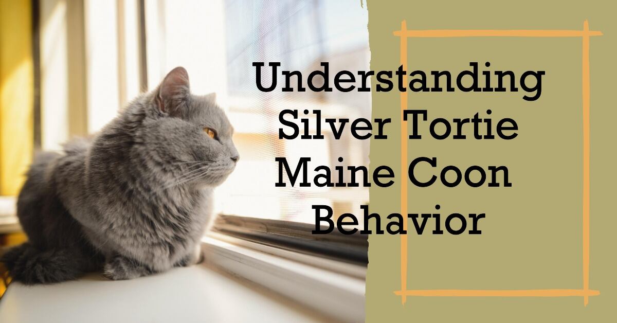 Silver Tortie Maine Coon Behavior