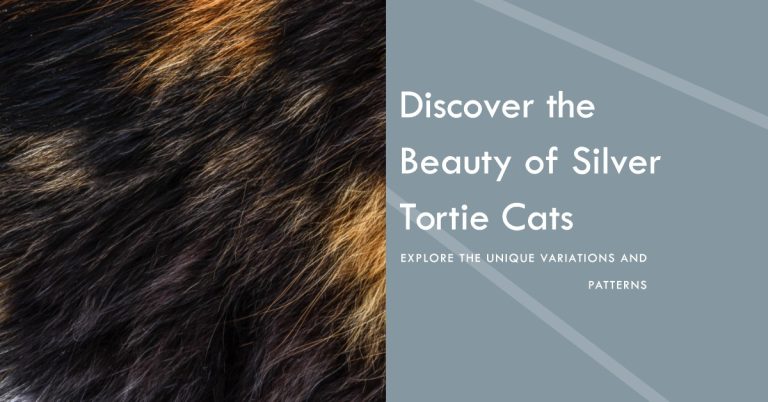 Silver Tortie Maine Coon Colors: Variations and Patterns