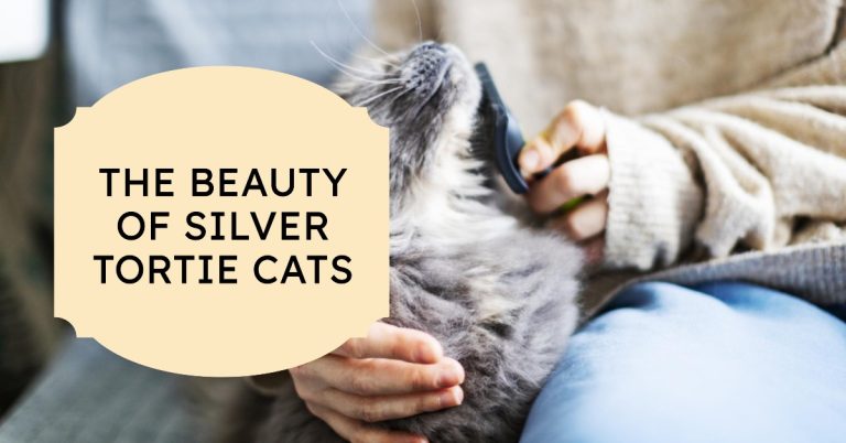 The Silver Tortie Maine Coon’s Affectionate Nature